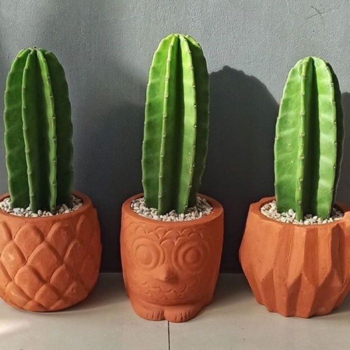 Tanaman hias kaktus belimbing - kaktus koboi - tanaman hias kaktus