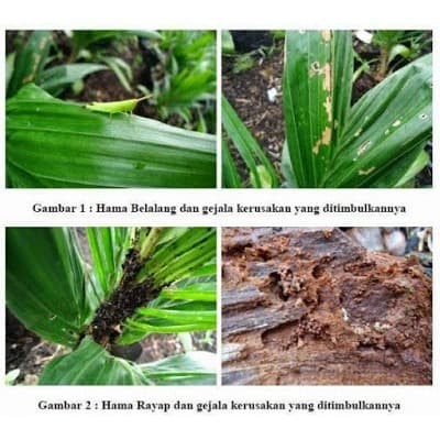 Big Sale PUPUK Pestisida Organik Monster Max +n<