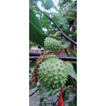 

buah kecubung wulung segar