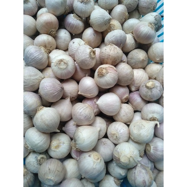 

Bawang putih tunggal 250 gram _Tabalong Kalsel