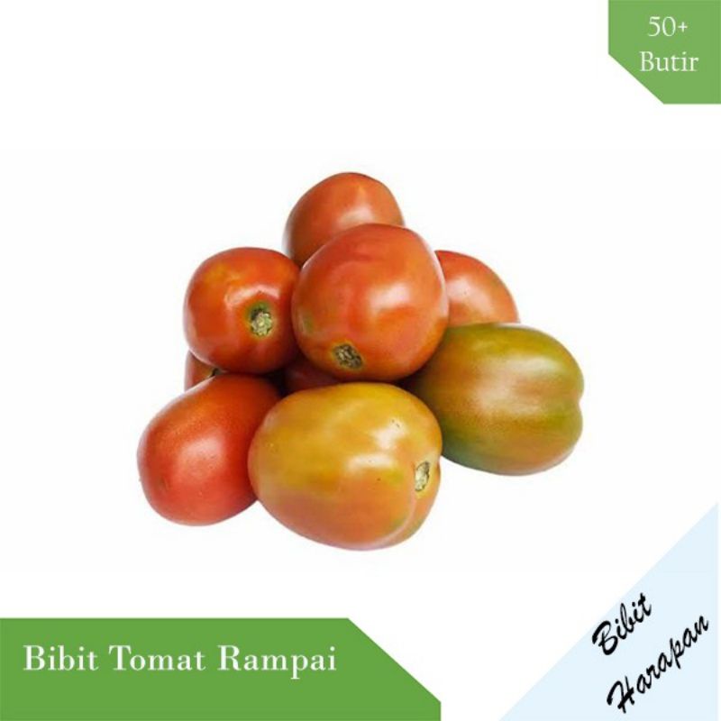 35 biji bibit tomat rampai pilihan / tomat sayur
