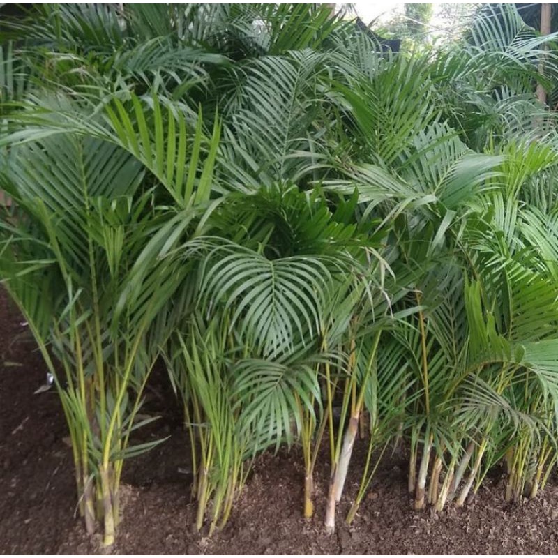 tanaman palem kuning 2 meter rumpun tinggi dan rimbun palm kuning besar