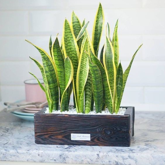 Tanaman Hias Sansivera Lidah Mertua - Sansivera Kuning - Lidah Mertua