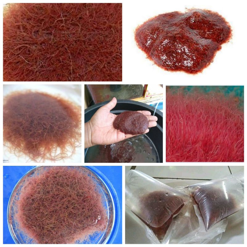 Harga cacing sutra makanan ikan hias Terbaru Agt 2024 BigGo Indonesia