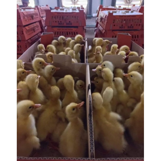 BIBIT BEBEK PEKING SUPER