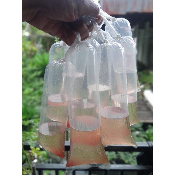 Kutu Air Moina Sp Bebas Dari Kutu Zet