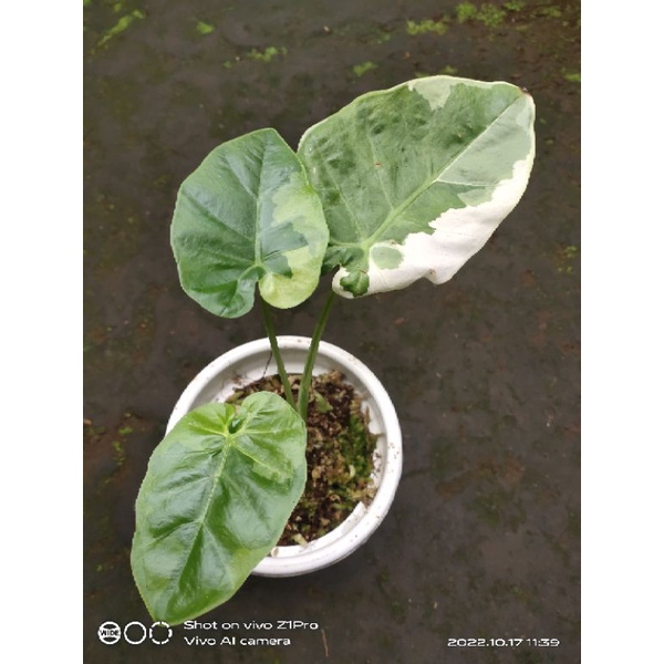 colocasia gigantea variegated