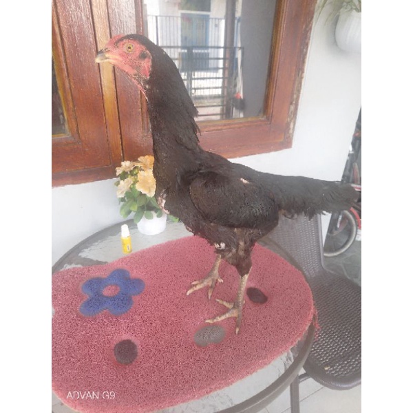 Ayam Babon Petarung Telor Hijau Trah Jawara Pama Khoy Atret Brakot