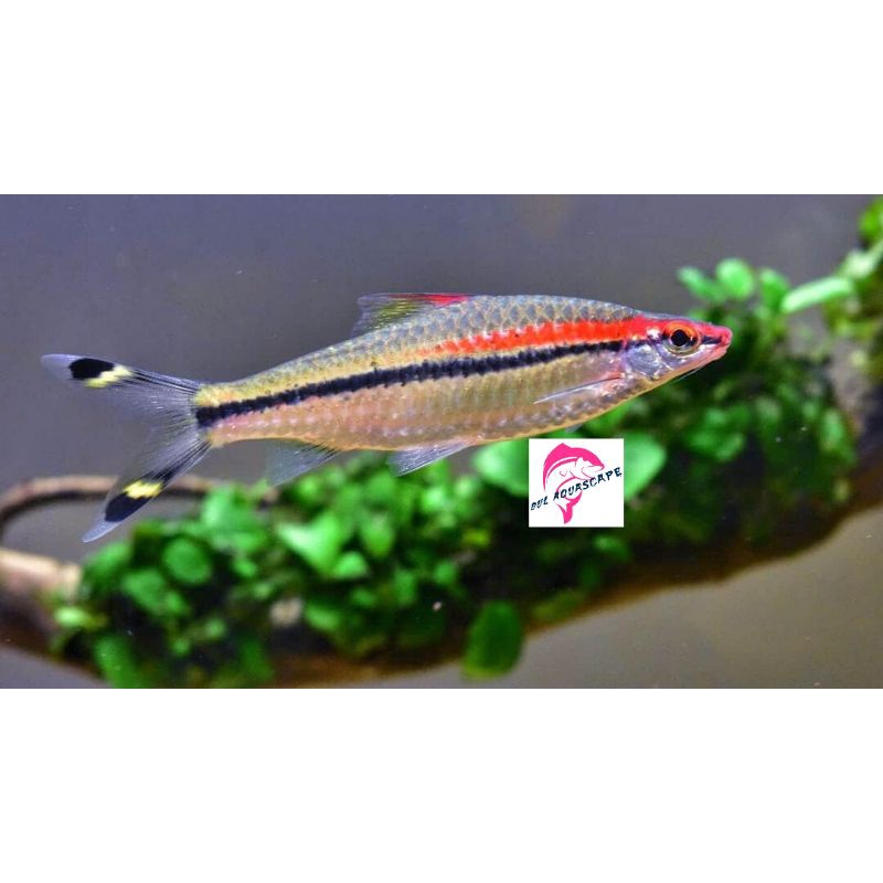 hiasan aquarium/ikan schooling puntius denisoni barb aquascape