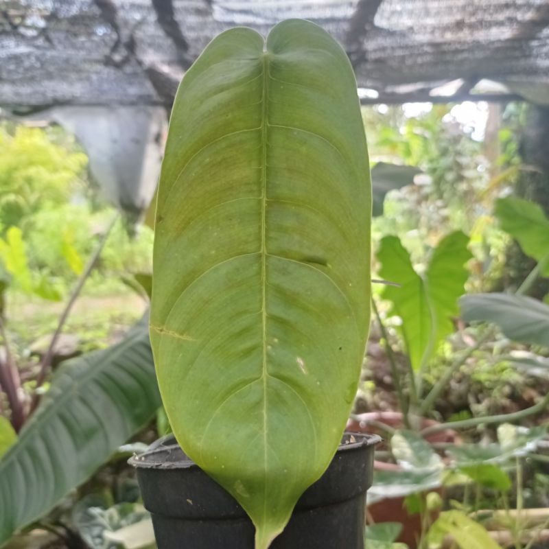 Philodendron sharoniae