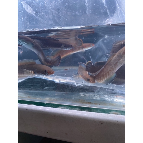 andrao 4cm dan 10-12 cm