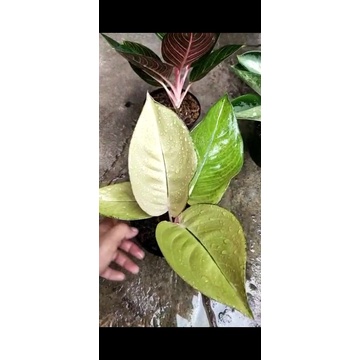 Aglonema Kochin Sunrise