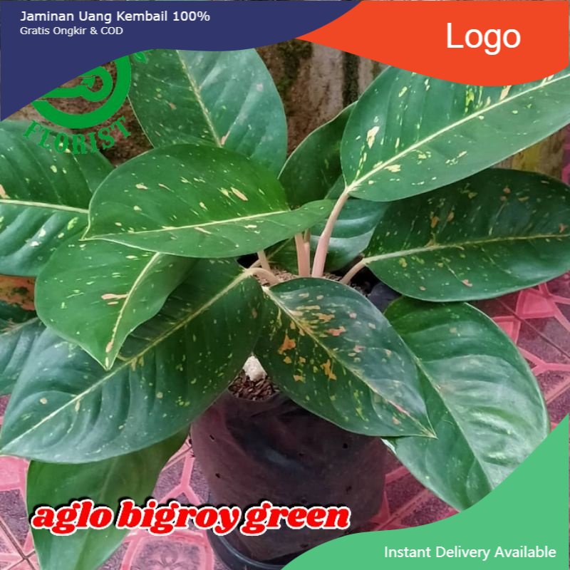 Aglonema bigroy green indukan aglonema bigroy hijau tanaman hias aglonema
