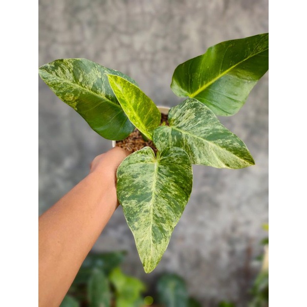 philodendron giganteum marble var mewah