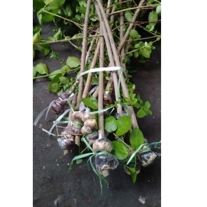 Chekout Sancang cangkok