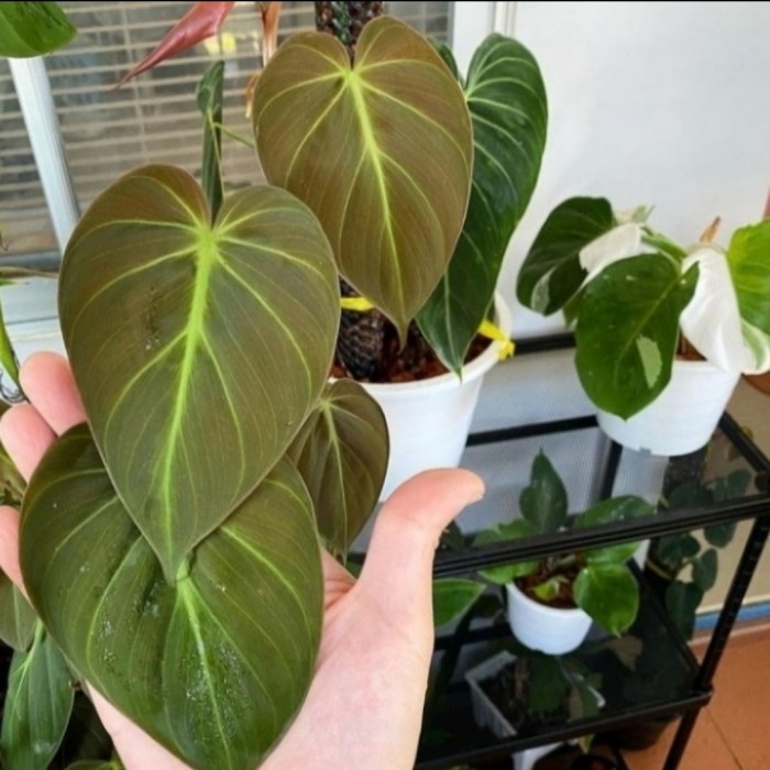 Philodendron Micans / Philo Micans - Tanaman Hias Philodendron