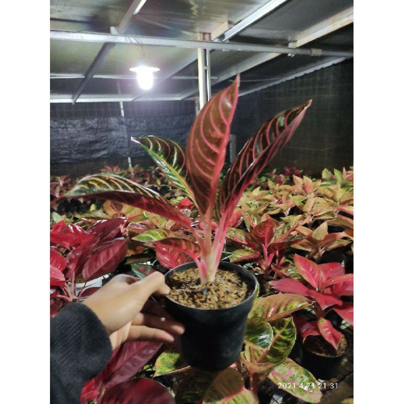 ( TERMURAH) Bibit aglonema red sumatra daun 1-3 / anakan aglonema red sumatra murah