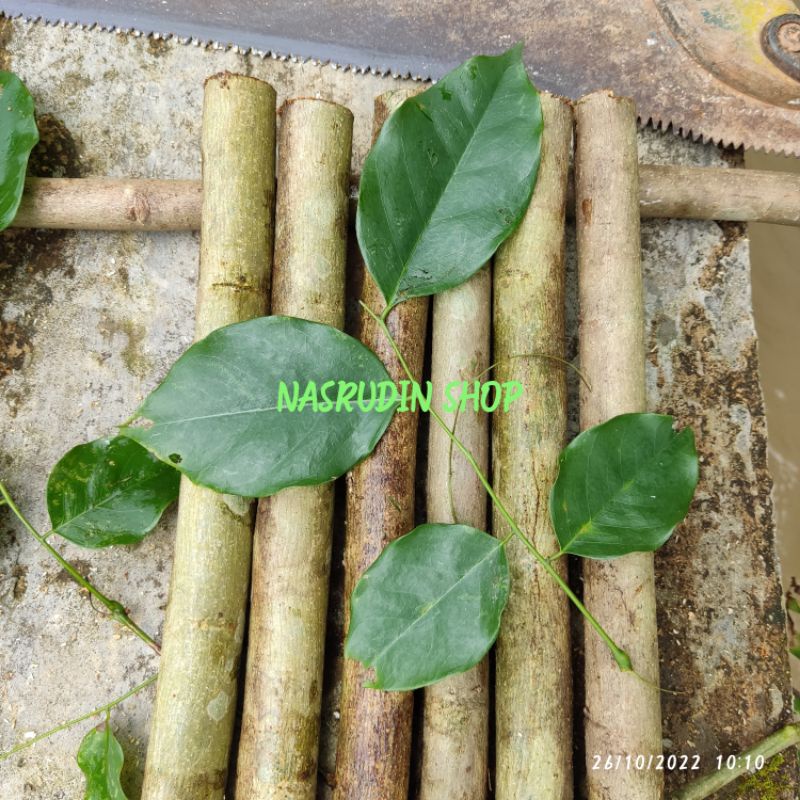 

[Fresh] BIBIT ANGSANA 1KG / BIBIT STEK ANGSANA SIAP TANAM / PTEROCARPUS INDICUS / DAUN SONOKEMBANG /