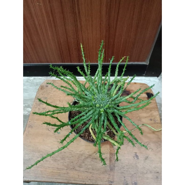 Sukulen Gantung Ephorbia Flanagilla
