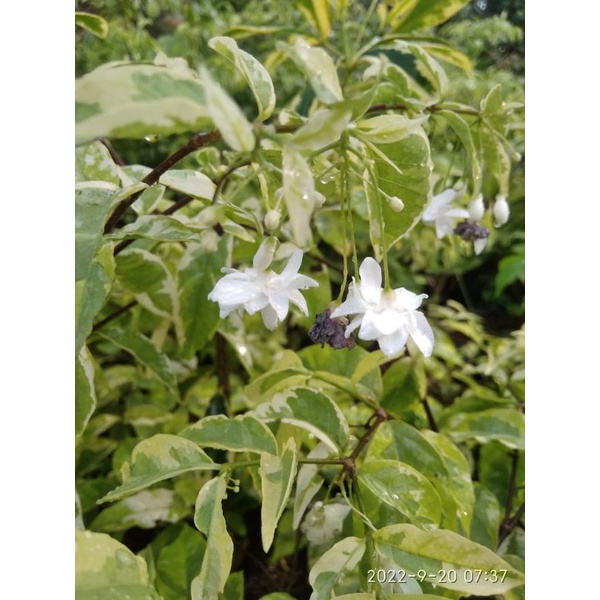 anting putri rimbun bunga tumpuk tanaman hias dan bahan bonsai bunga wangi semerbak