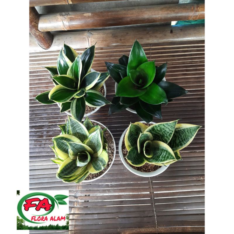 Tanaman Hias Sansivera Mini / Lidah Mertua Mini Plus pot putih