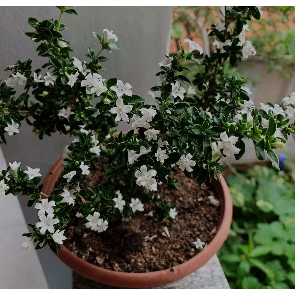 TANAMAN HIAS HIDUP POHON BUNGA SERIBU BINTANG BERKUALITAS SEGAR GRADE A TANAMAN SERIBU BINTANG TANAMAN BAHAN BONSAI