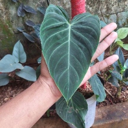 PROMO tanaman hias philodendron splendid / philodendron splendid murah