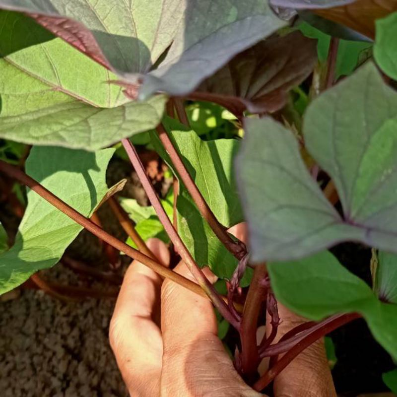 

DAUN UBI JALAR/UBI UNGU SEGAR 200 GRAM