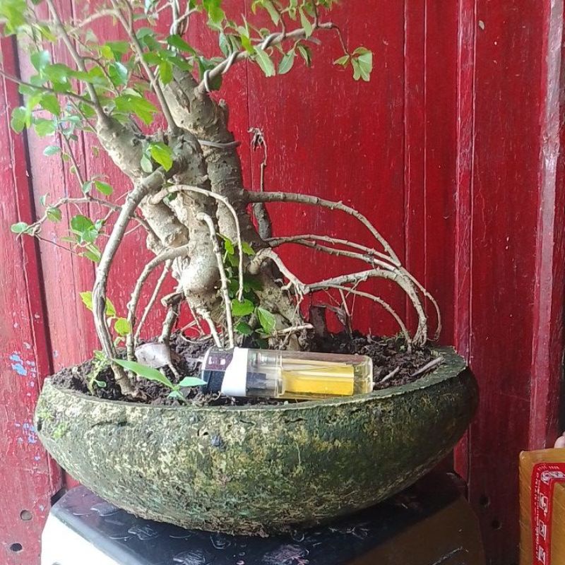 Tanaman bahan bonsai serut dongkel udah hidup dg akar rasa ficus