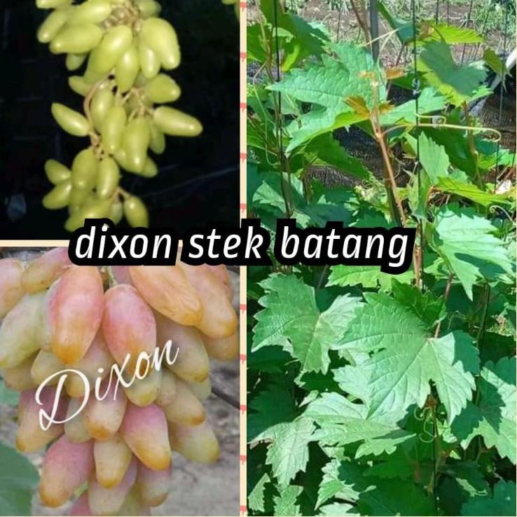 ✹Dijual Murah✲ K6Y7S bibit anggur Dixon berbunga 056 ☈Big Sale