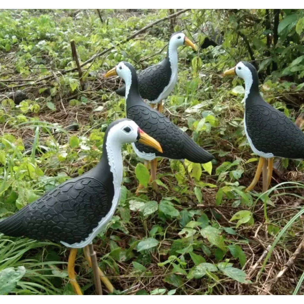 JONTROT KAREO PEMIKAT BURUNG KAREO SANGAT AMPUH ANTI AIR