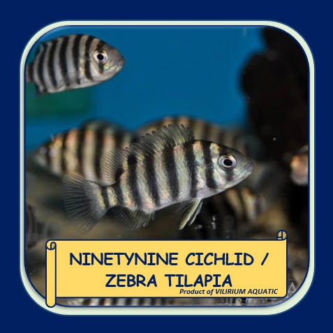 IKAN HIAS AIR TAWAR - NINETY NINE CICHLID / ZEBRA TILAPIA (±4cm)