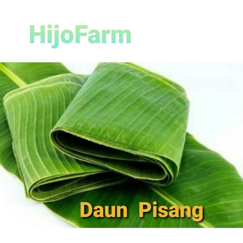 Jual Daun Pisang Segar Per Ikat Gr Shopee Indonesia