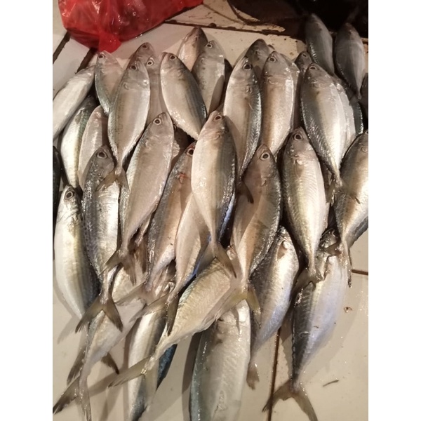 

Ikan Kembung Banjar 500 Gram