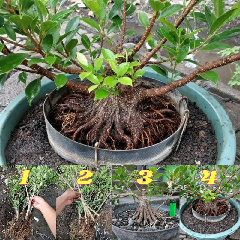 kimeng pecah batang kimeng program akar bahan bonsai kimeng bibit kimeng COD seluruh Indonesia