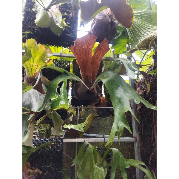 platycerium stemaria spesies anakan