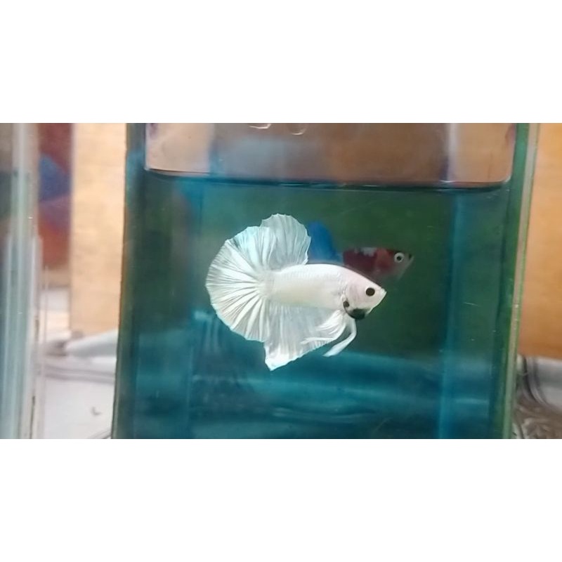 Cupang Hmpk White bester