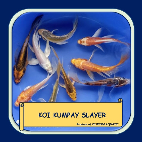 IKAN HIAS AIR TAWAR - KOI KUMPAY SLAYER (±16cm)