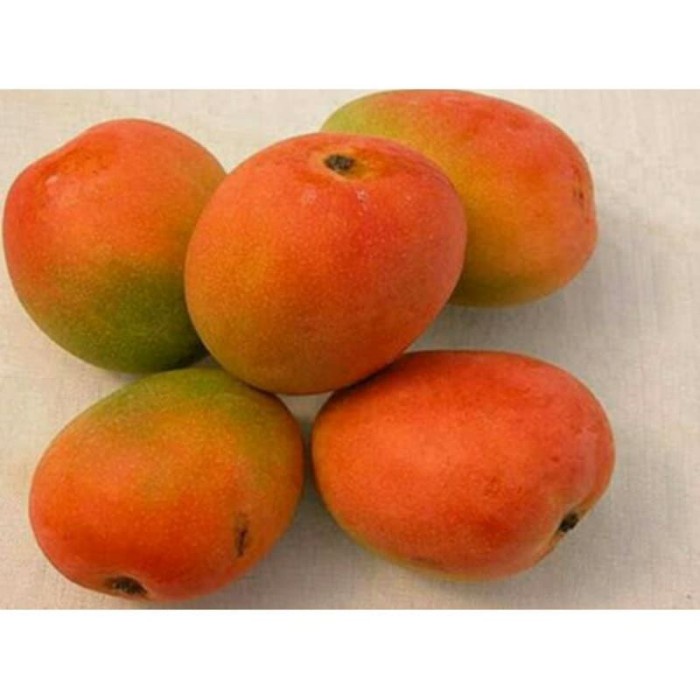 BIBIT POHON MANGGA GEDONG GINCU UNGGULAN