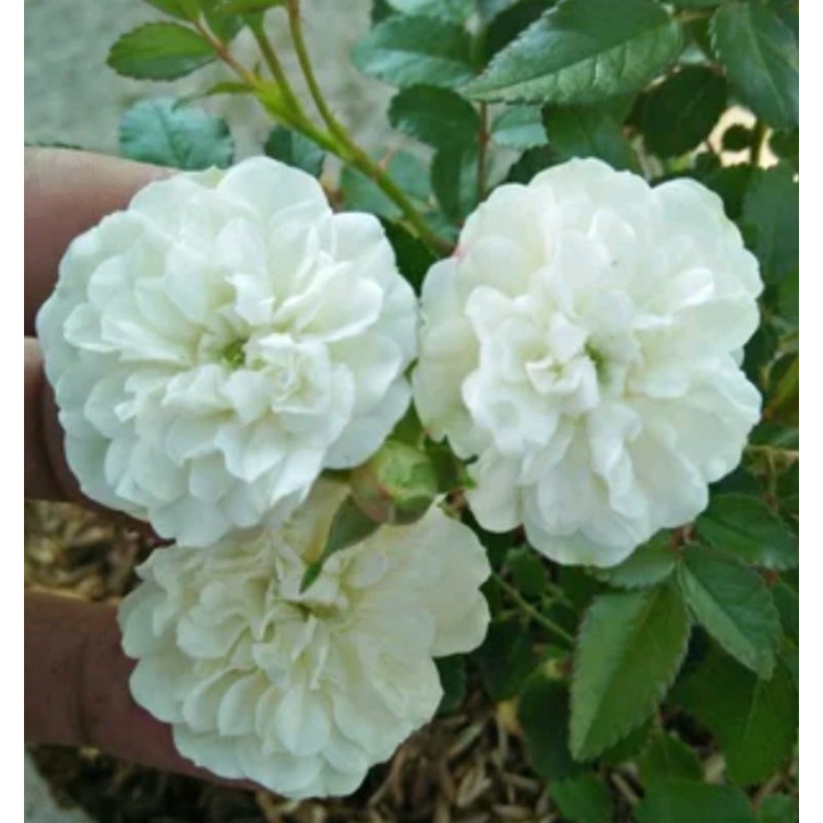 Tanaman Bunga Mawar Putih/Mawar Bodas (kondisi sudah ada bunganya)