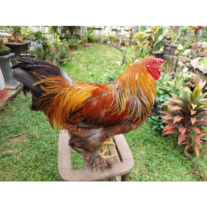 ayam brahma jantan 9 bulan up