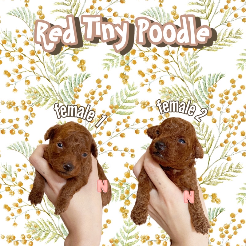 red toy poodle bandung