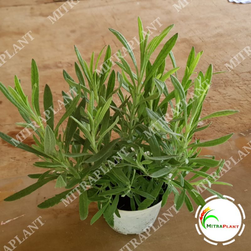 Bibit Pohon Lavender Gold Creek - Tanaman Hias Bunga Ungu  Lavender Asli