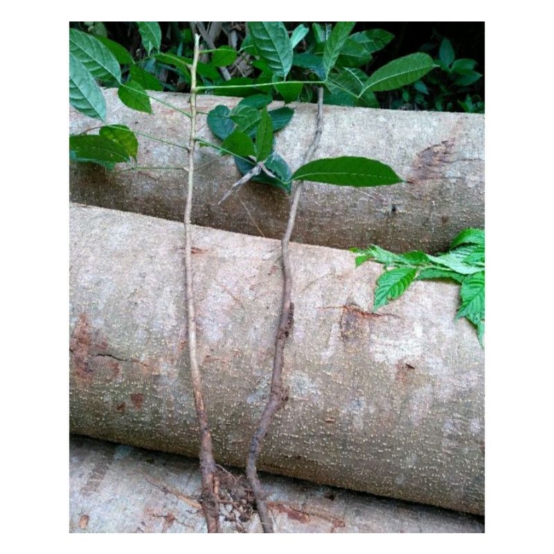 25 Bibit Mahoni Cabutan / Bibit Kayu Mahoni / Bibit Pohon Mahoni