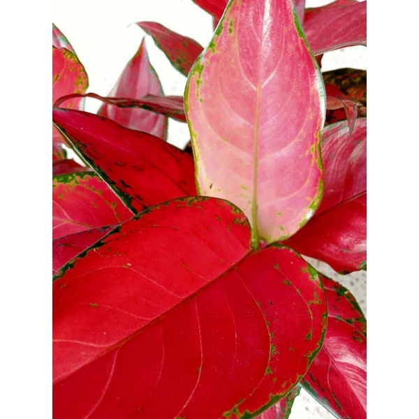 Aglonema red king menor dewasa daun 7-8-9+