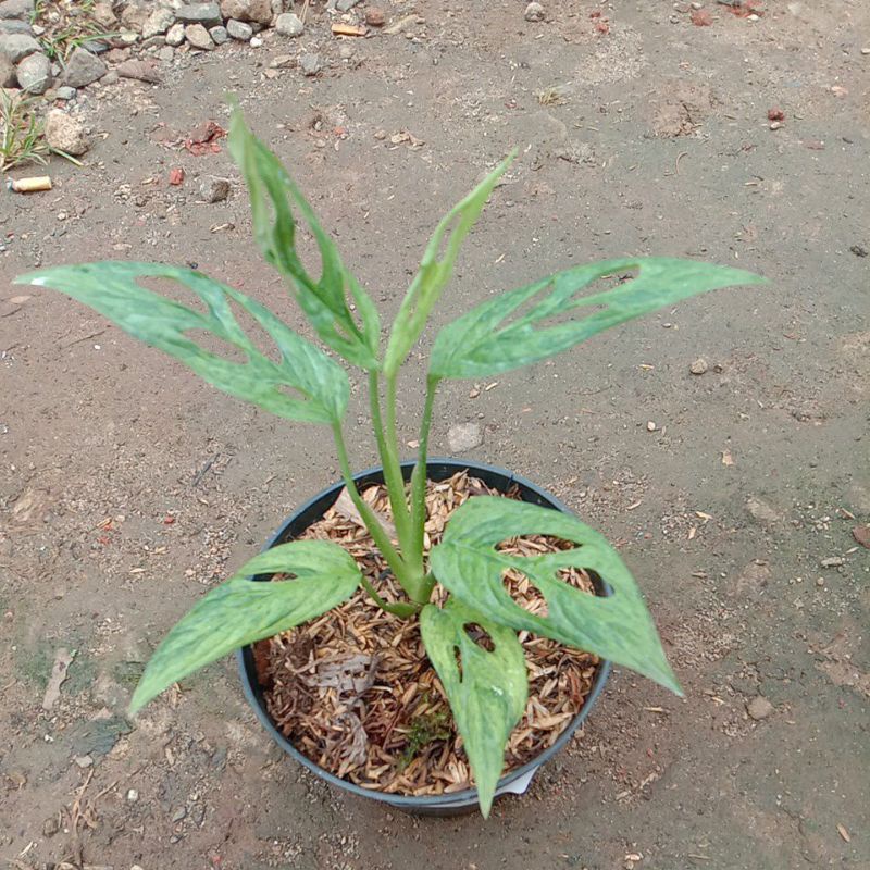 Janbol varigata lokal