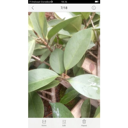 cangkokan iprik silver