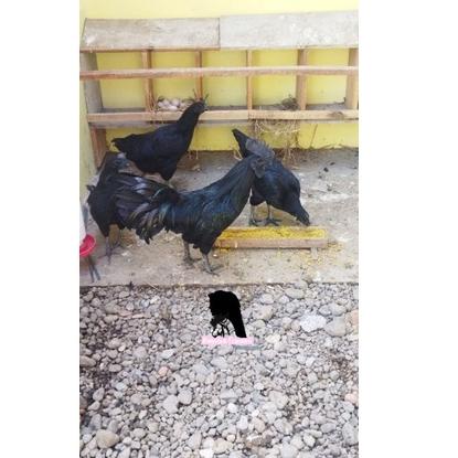 Terbaru.. Telur Ayam Cemani Asli