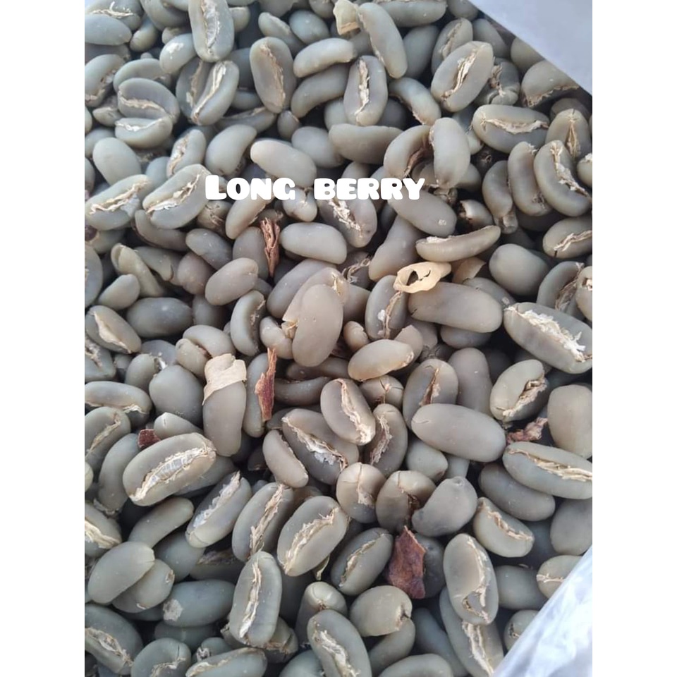 

biji kopi arabica gayo asli