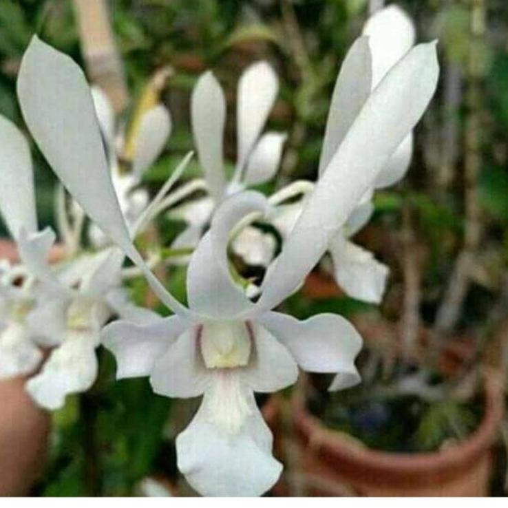 Harga Bersahabat.. Dendrobium capung jawa